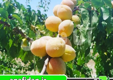 نهال زردآلو پالومللا