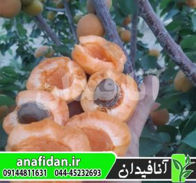 نهال زردآلو پرتقالی