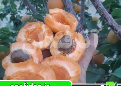 نهال زردآلو پرتقالی