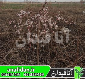 نهال زردآلو چتری