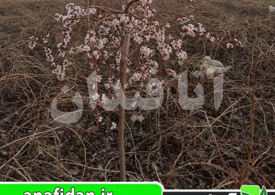 نهال زردآلو چتری