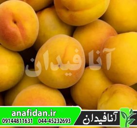 نهال زردآلو کانینو