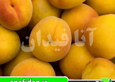 نهال زردآلو کانینو