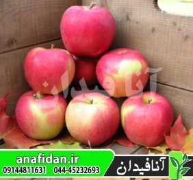 نهال سیب آمبروزیا