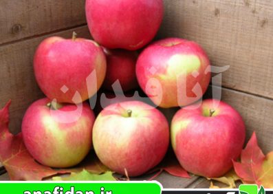 نهال سیب آمبروزیا