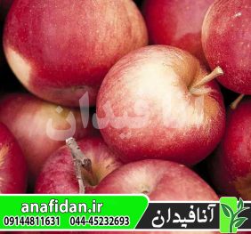 نهال سیب آننورکا