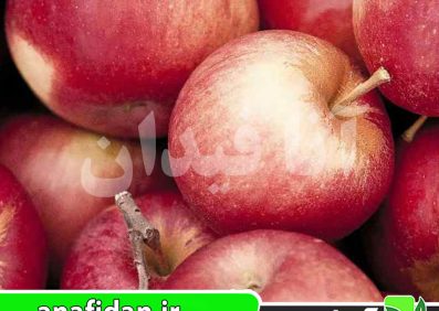 نهال سیب آننورکا