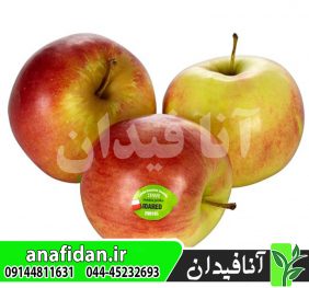 نهال سیب آیدارد