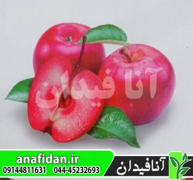 نهال سیب ارا ردلاو