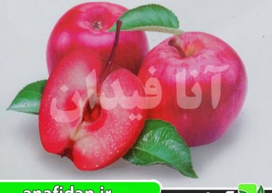نهال سیب ارا ردلاو