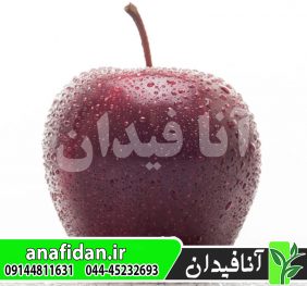 نهال سیب ارلی رد وان