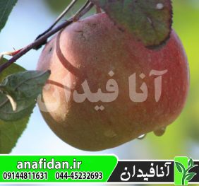 نهال سیب ارلی فوجی