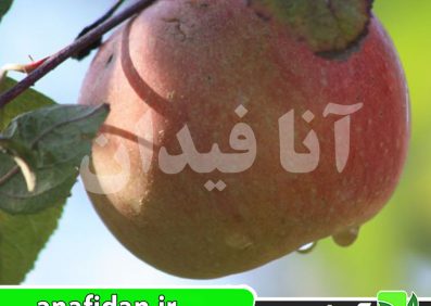 نهال سیب ارلی فوجی