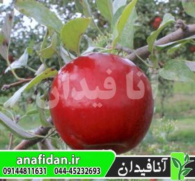 نهال سیب استارک بروس رد