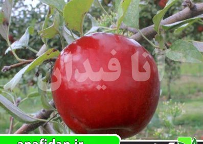 نهال سیب استارک بروس رد