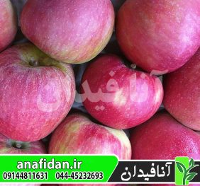 نهال سیب استیمن واینسپ