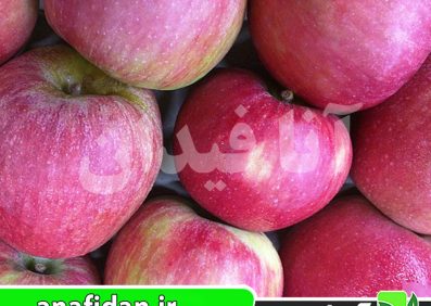 نهال سیب استیمن واینسپ