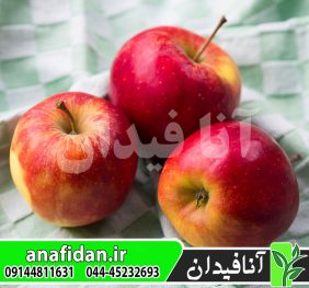 نهال سیب الستار