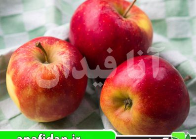 نهال سیب الستار