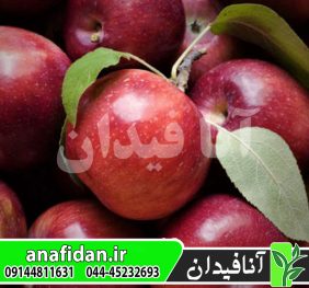 نهال سیب امپراطور روسو
