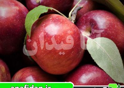 نهال سیب امپراطور روسو