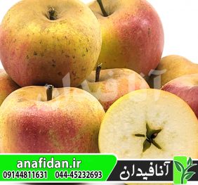 نهال سیب اورلئان