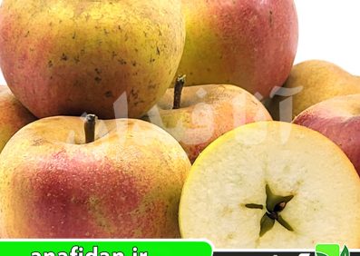 نهال سیب اورلئان