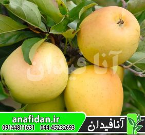 نهال سیب اوزارک گلد