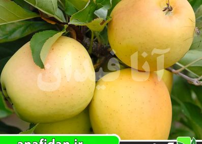 نهال سیب اوزارک گلد