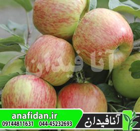 نهال سیب برابرن