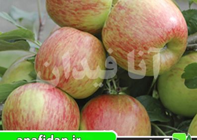 نهال سیب برابرن