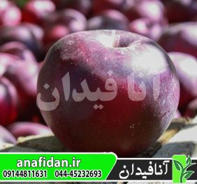 نهال سیب بلک آرکانزاس