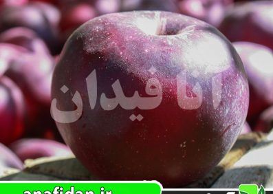 نهال سیب بلک آرکانزاس
