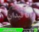 نهال سیب بلک آرکانزاس