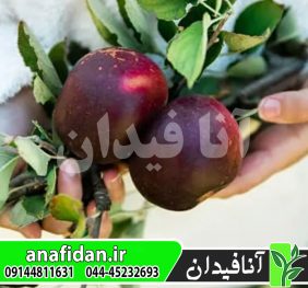 نهال سیب بلک آکسفورد