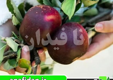 نهال سیب بلک آکسفورد