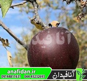 نهال سیب بلک دیاموند