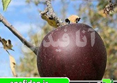 نهال سیب بلک دیاموند