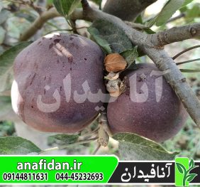 نهال سیب بلک مریکال