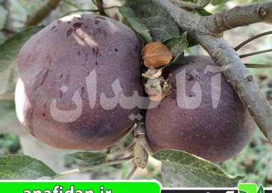 نهال سیب بلک مریکال