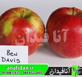 نهال سیب بن دیویس