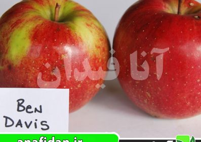 نهال سیب بن دیویس