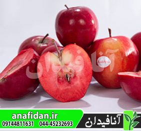 نهال سیب تو سرخ
