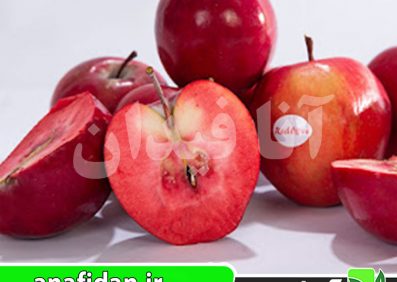 نهال سیب تو سرخ