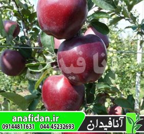 نهال سیب جرومین امریکایی