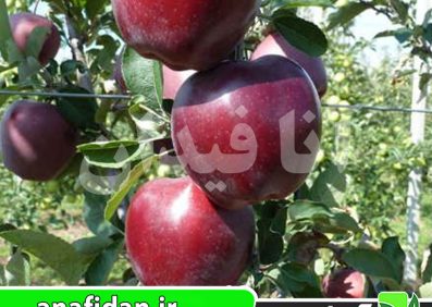 نهال سیب جرومین امریکایی