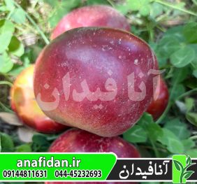 نهال سیب جوناتان