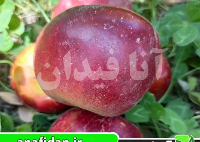 نهال سیب جوناتان
