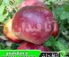 نهال سیب جوناتان