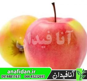 نهال سیب جوناگلد